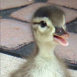 Meet your Posher, Emma